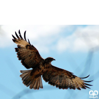 گونه سارگپه استپی Common Buzzard